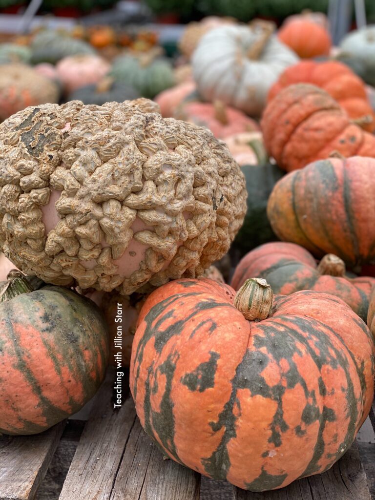 A large pile of different pumpkins and gourds to use for a Halloween science center.